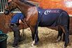 Ann Romney's Horse Aims for Olympic Glory