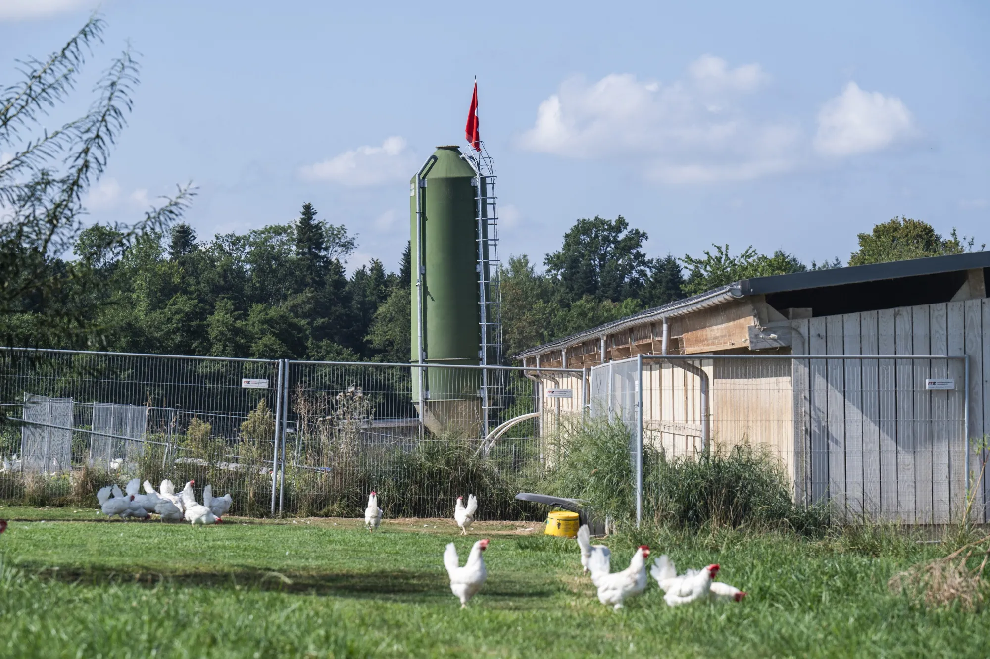Egg laying hens on a farm in Wileroltigen, Switzerland.