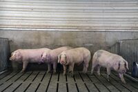 Pigs at a hog farm in April.