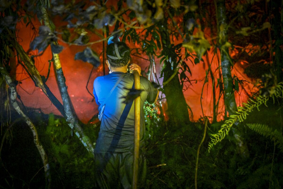 A Green Fuel Boom Is Incinerating the Rainforest