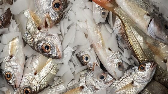 Frozen Fish Pileup in China Threatens Global Supply Chains