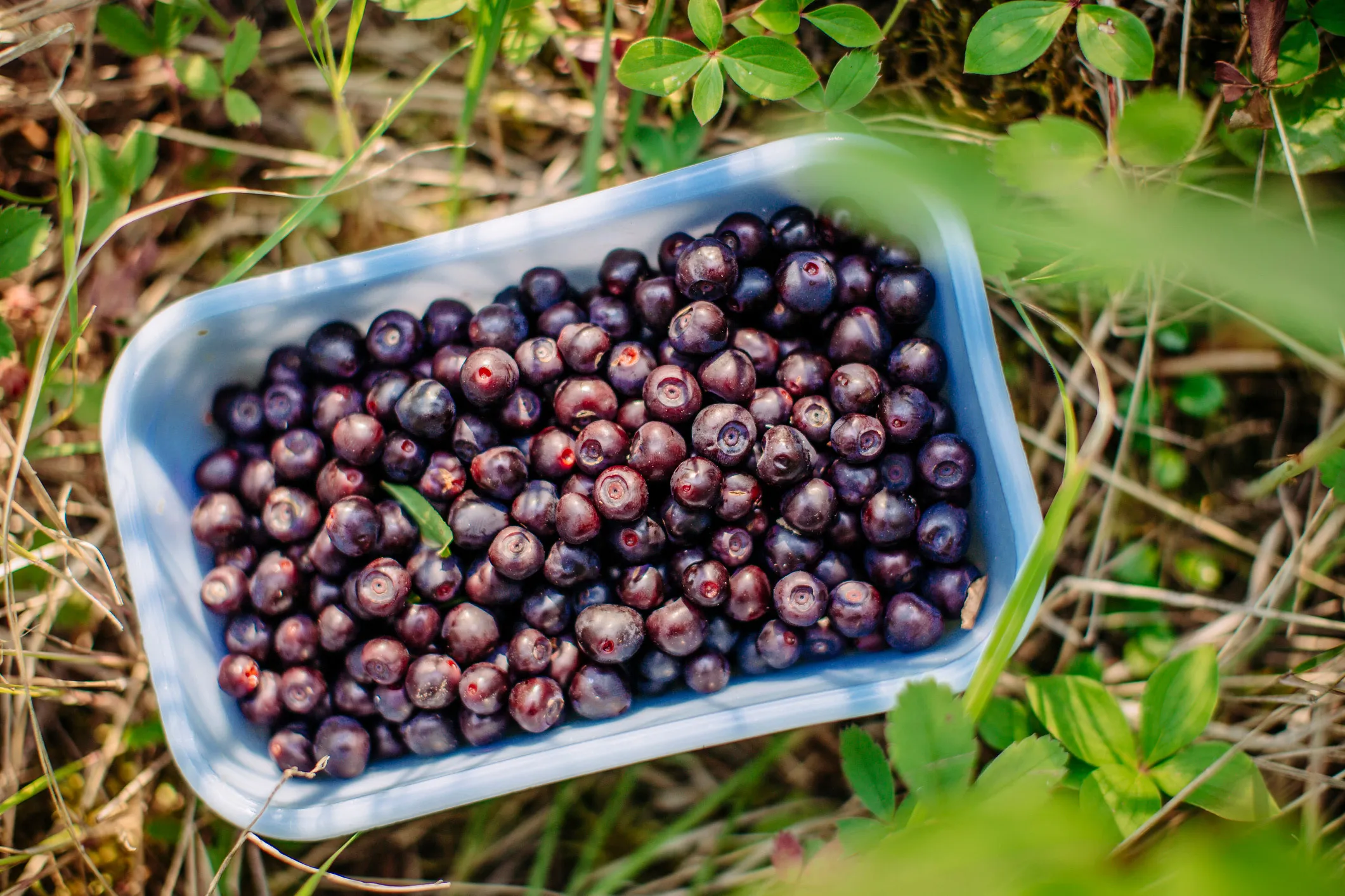 Wild huckleberries