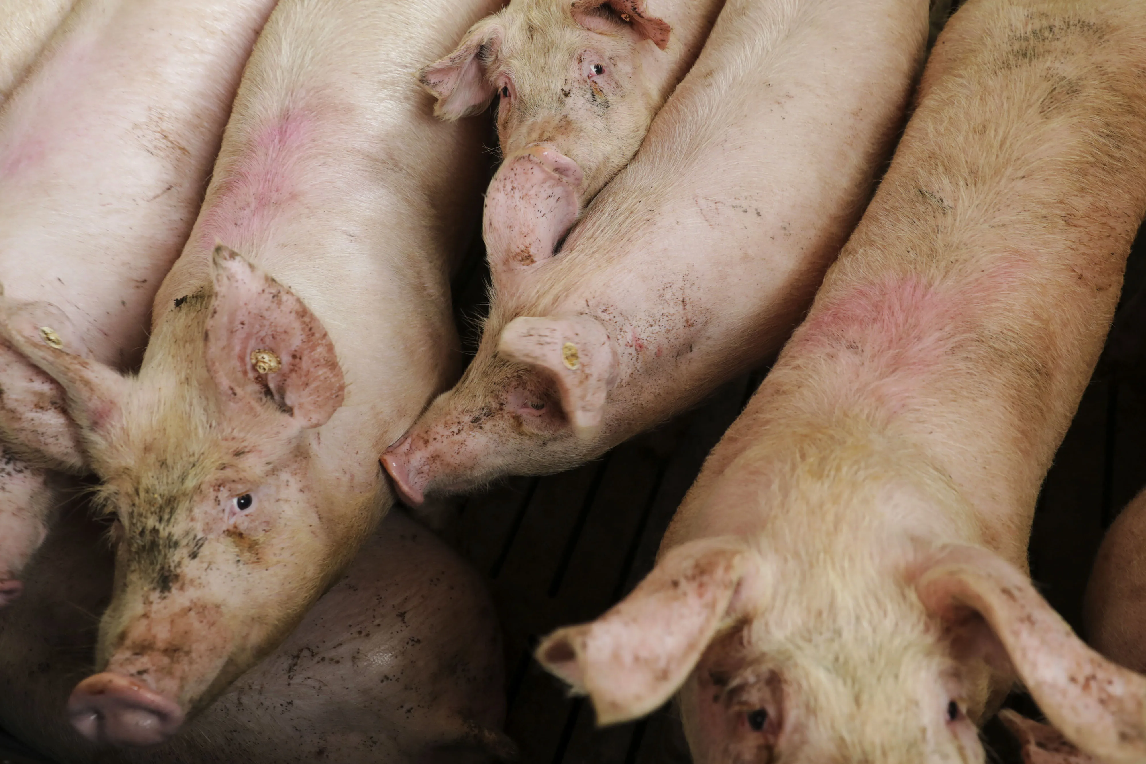Pigs at a livestock farm in Ohrenbach, Germany.