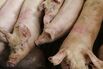 Pigs at a livestock farm in Ohrenbach, Germany