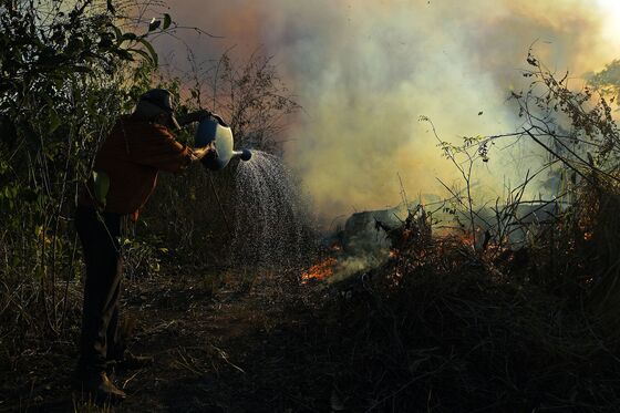 Humans Have Had a More Powerful Effect on the Plant World Than the Last Ice Age