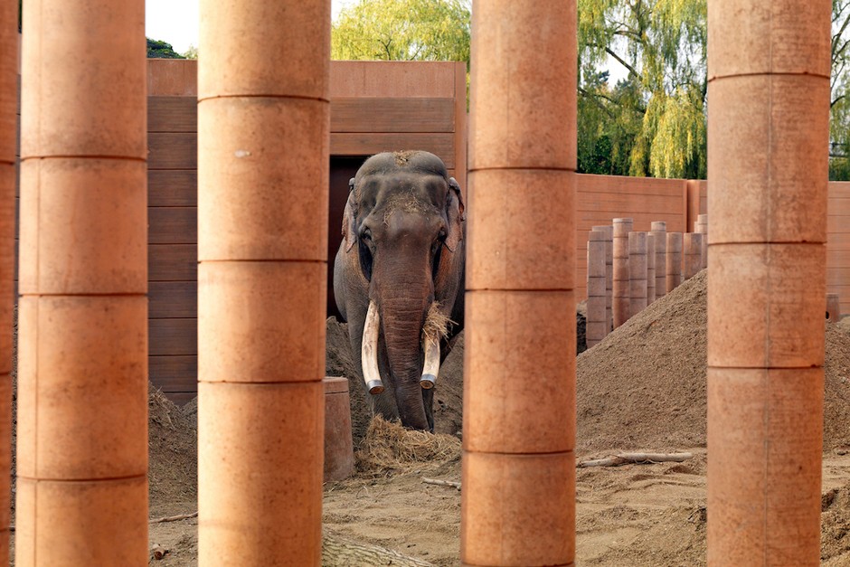 Enclosure for Asian elephants at Copenhagen Zoo, designed by Foster + Partners and completed in 2008.