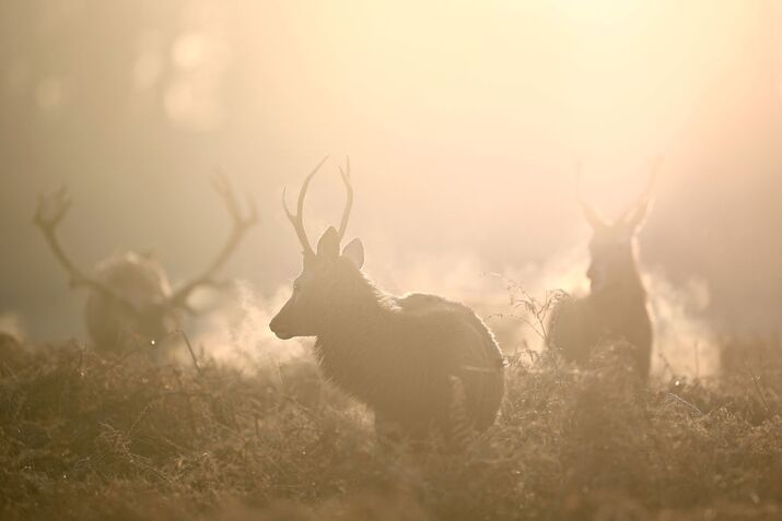BRITAIN-WEATHER-DEER
