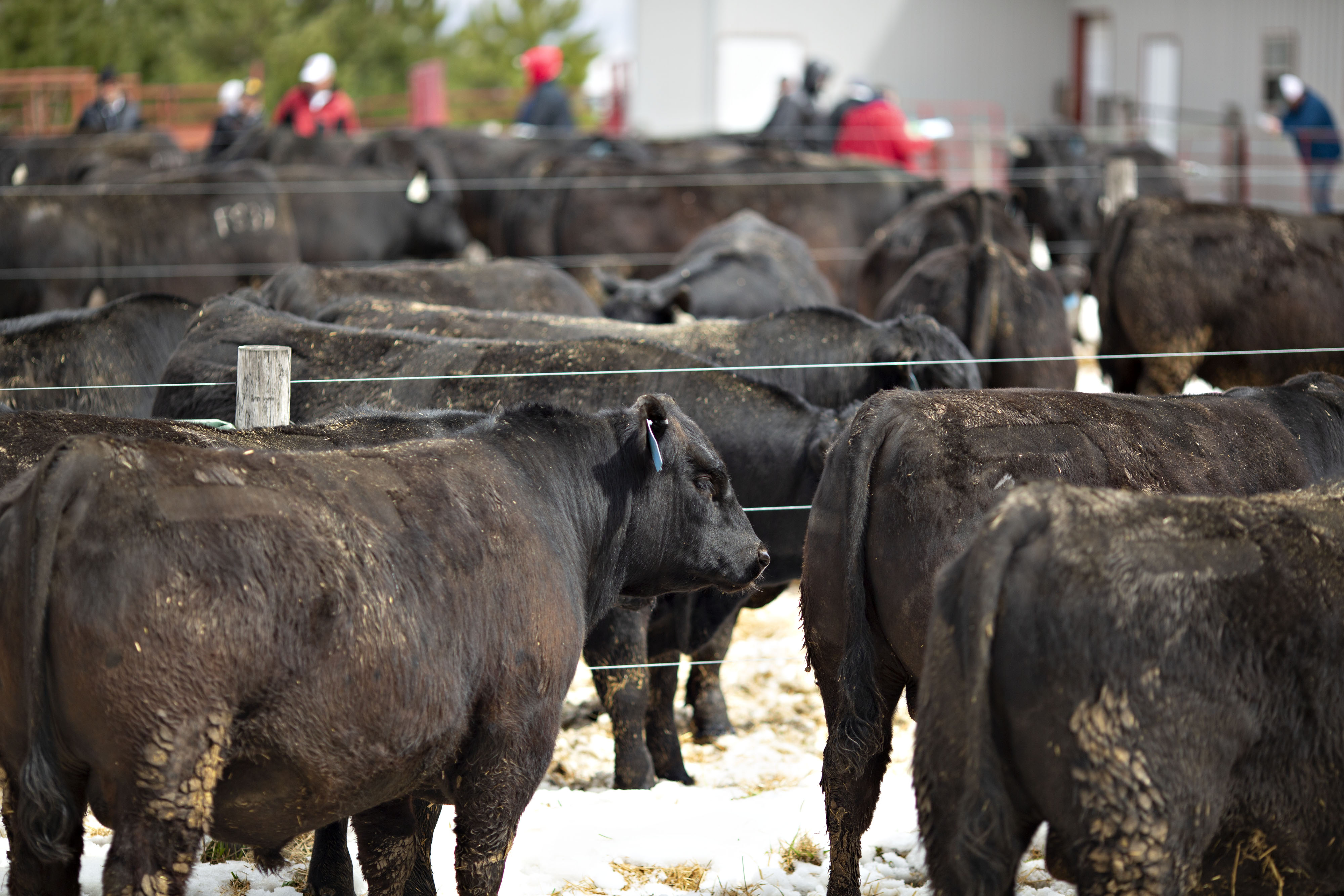 Angus bulls stand in pens prior to an auction at Woodhill Farms in Viroqua, Wisconsin.