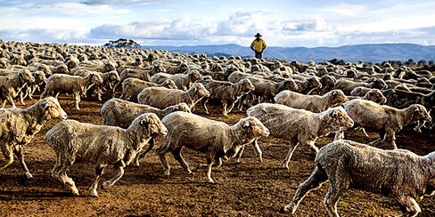 Wool