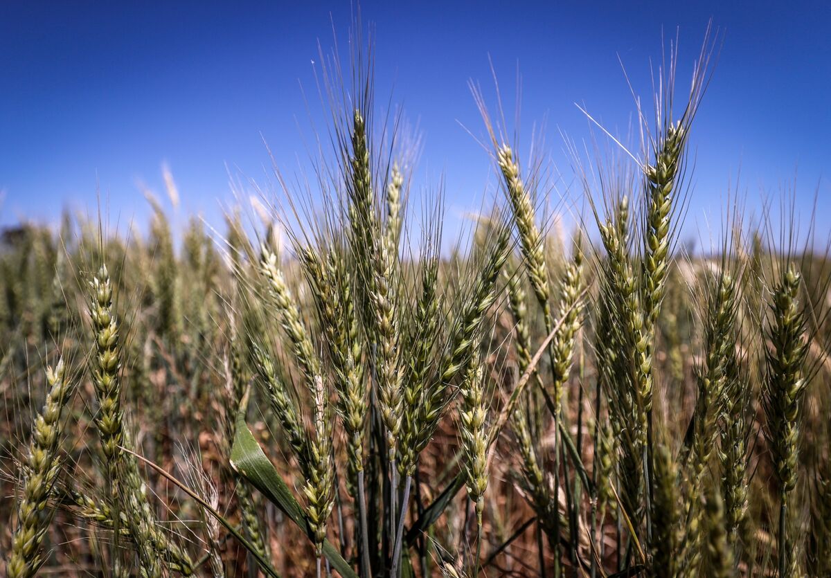 Australian Wheat Crop Rebounds at Crucial Time for Global Supply
