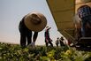 Farm Operations As Californians Are Asked To Use Less Water And Power