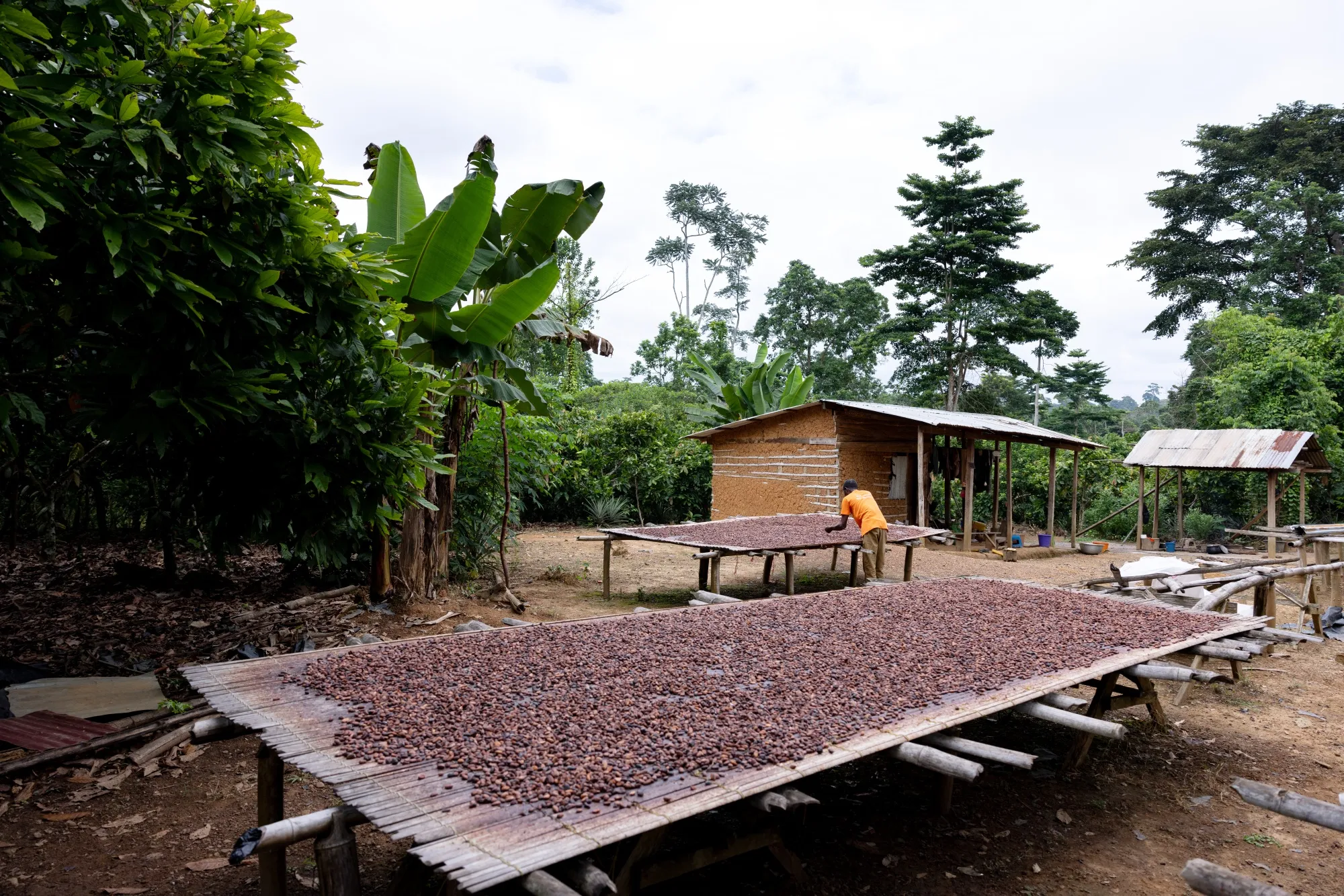 A farmer dries cocoa beans on his 20-acre plantation in Kwabeng, Ghana, on July 31.