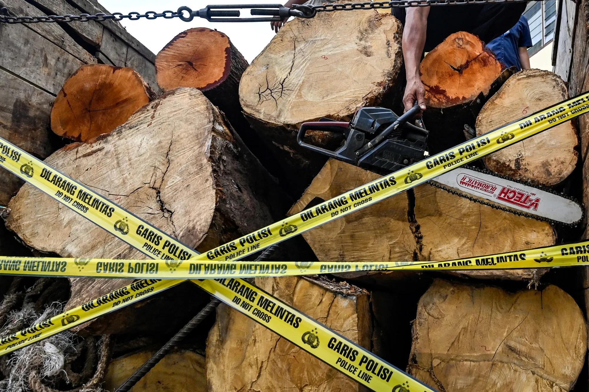 Illegal logging from a protected forest.