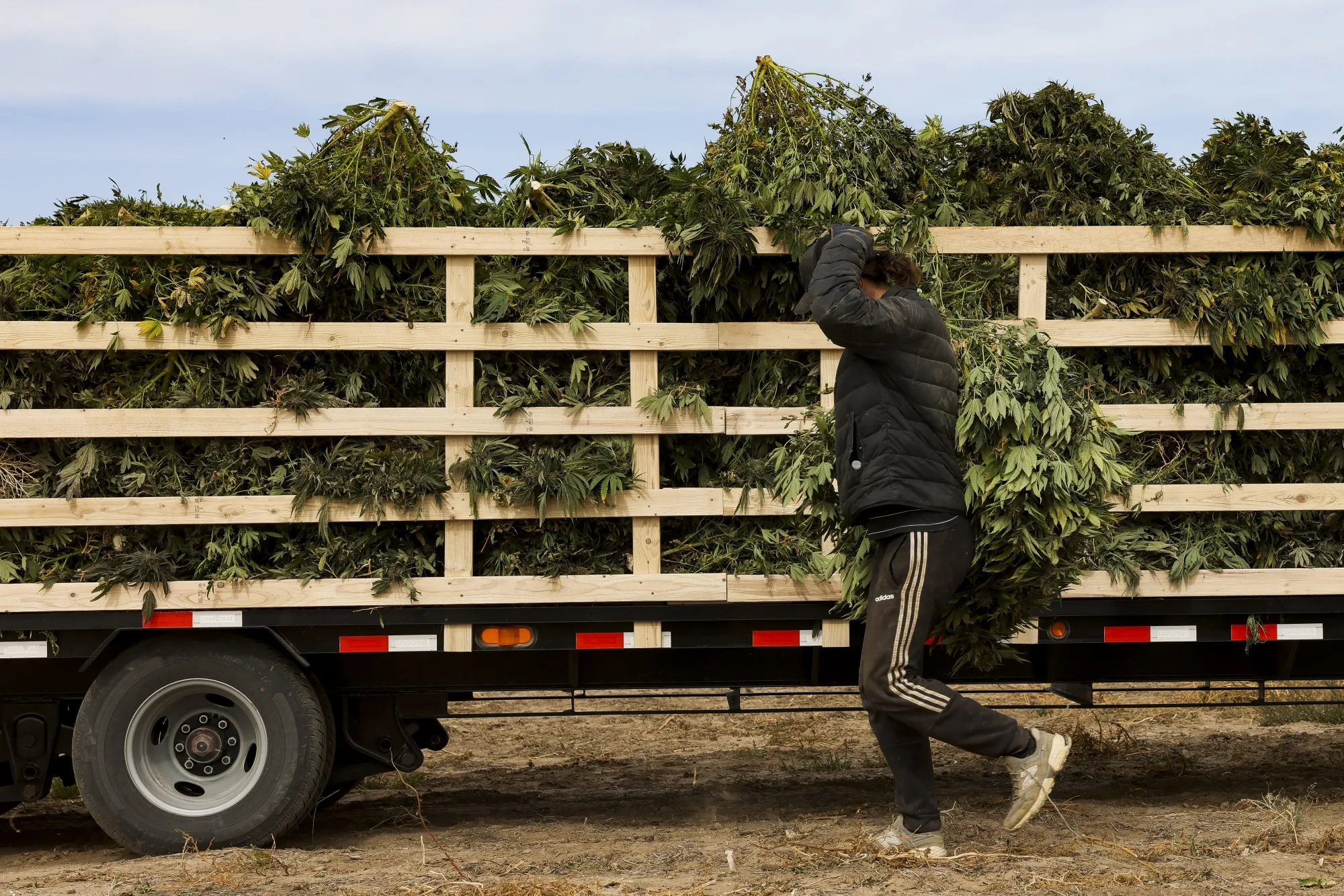 A Hemp Harvest As Croptober Is Going Up In Smoke Amid Wildfires
