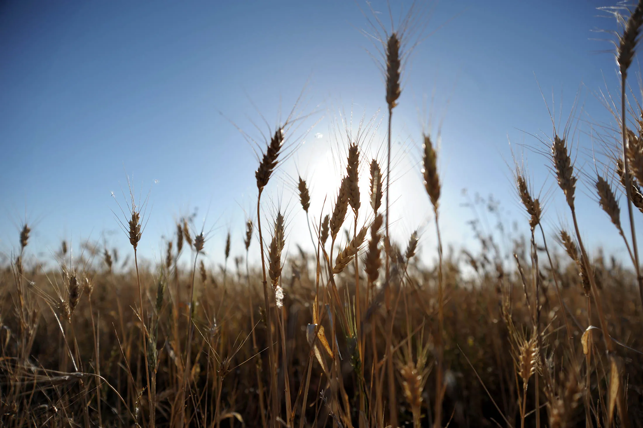 A field of wheat awaits harvesting near Balliang, south west of Melbourne, Australia on Thursday, Jan 19, 2012.
