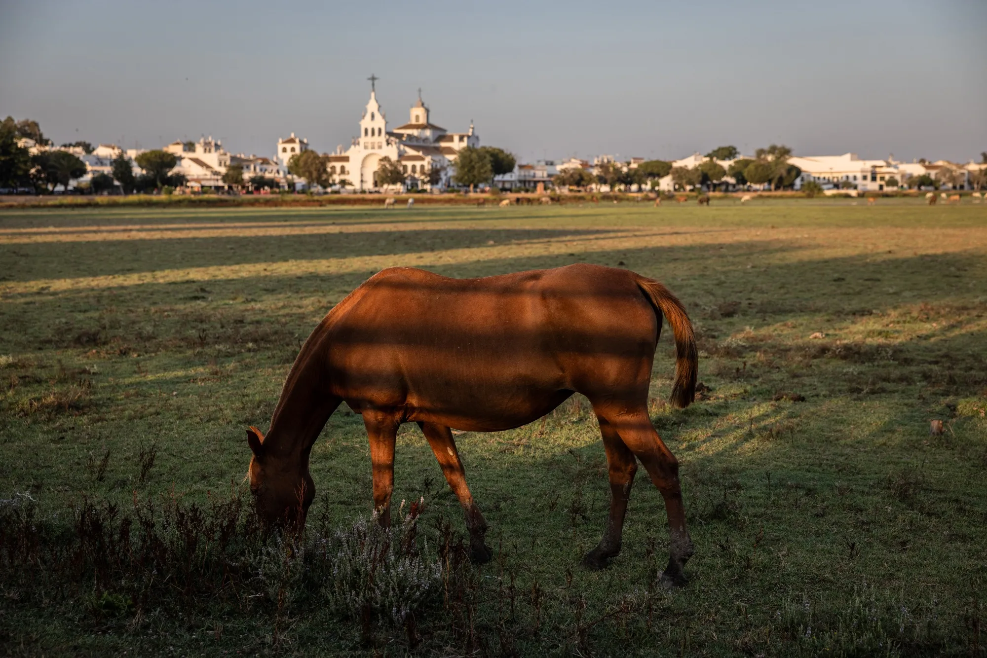 This is a horse.