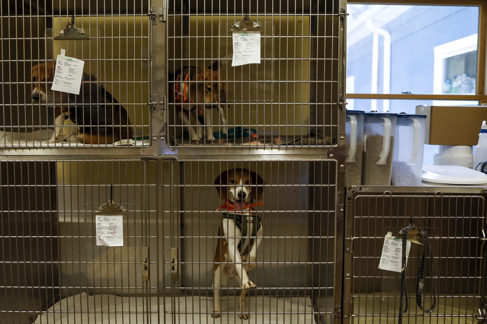 Beagles rescued from a breeding and research facility in Maryland await checkups and new homes.