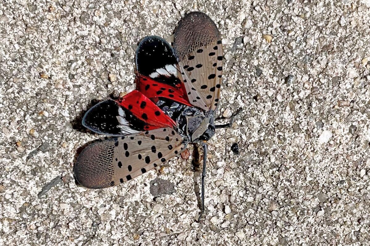 see-a-spotted-lanternfly-kill-it-fighting-the-invasive-insect-bloomberg