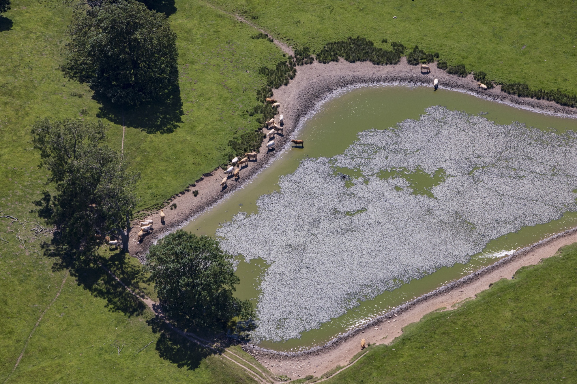 Cattle are seen drinking from a shallow pond during a heat wave in Wales in July 2025. <em>Photographer: David Goddard/Getty Images</em>