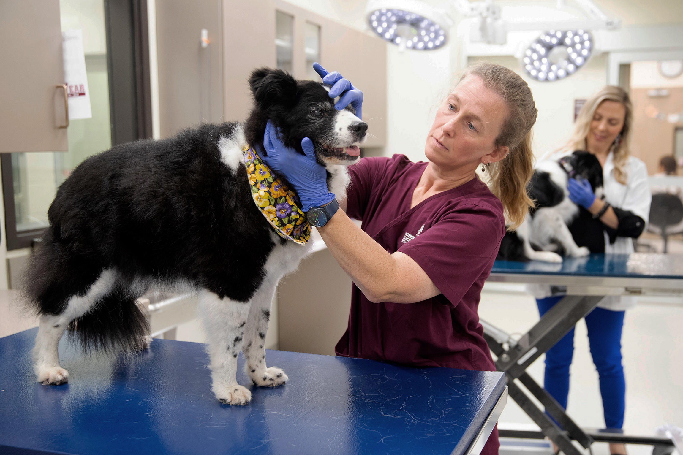 Dr. Kate Creevy examining a patient. 