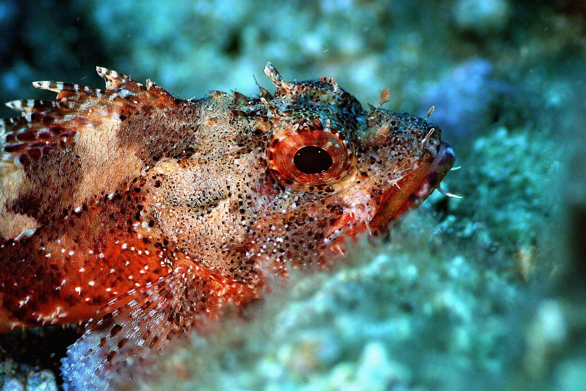 A young rockfish.