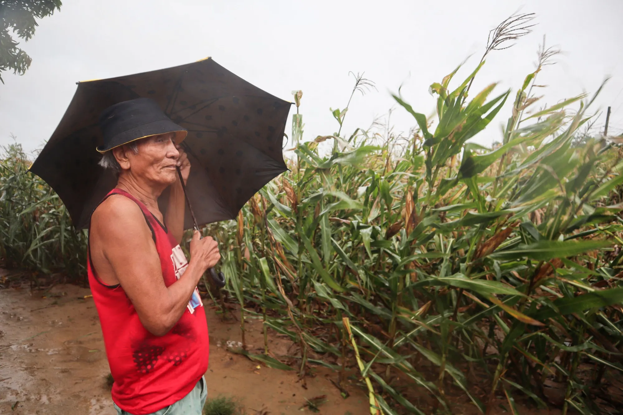 A man inspects his corn farm as Typhoon Saola brushes past Ilagan City, north of Manila on Aug. 27.