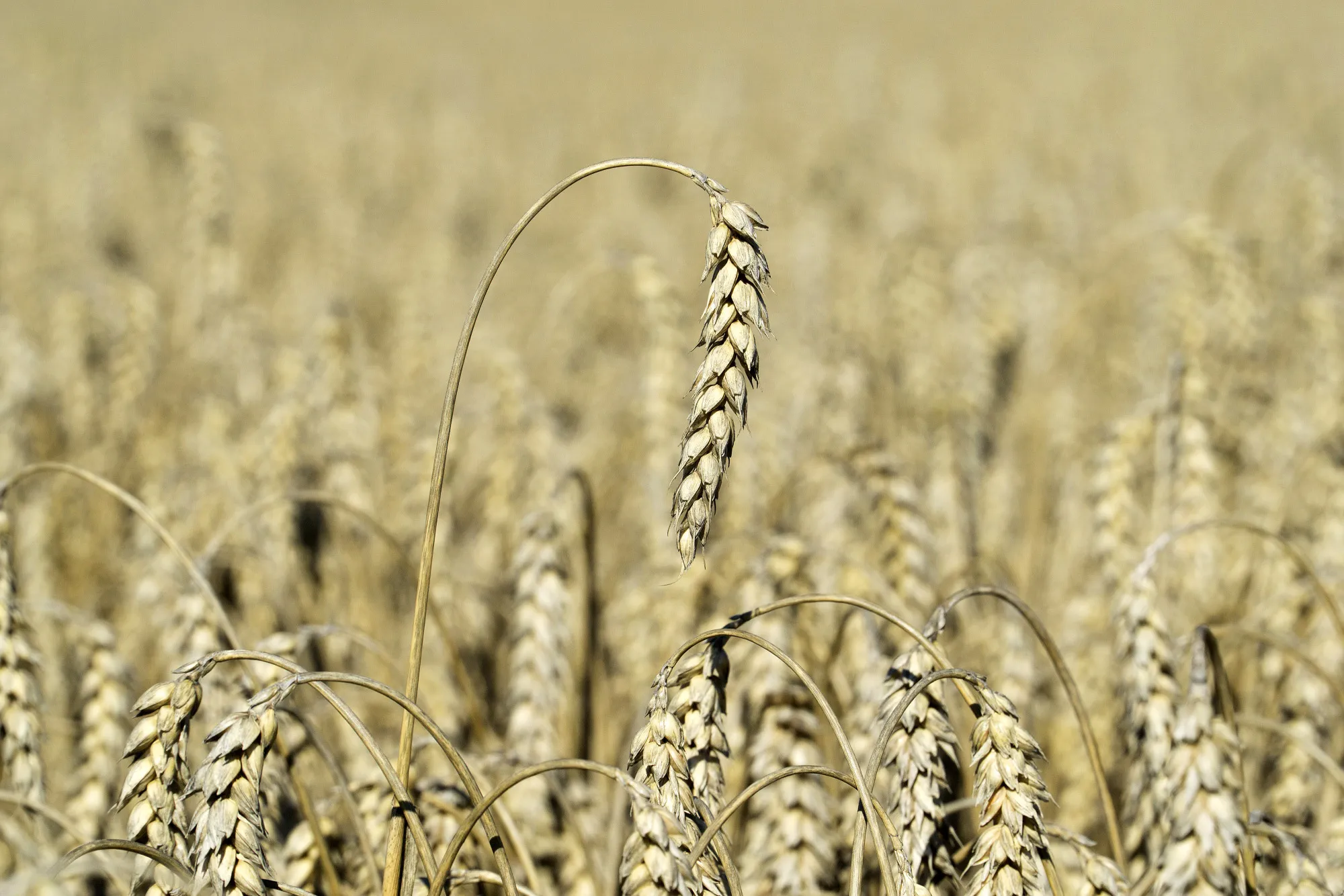 kernels of wheat&nbsp;in a field ahead of a harvest&nbsp;in Chernihiv, Ukraine, in 2017.&nbsp;