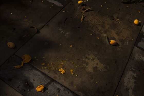 The Mangoes Are Ripe in Caracas. And All Gone.