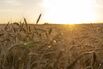 A Wheat Harvest As Grain Futures Mixed With Ukraine And Heat Waves