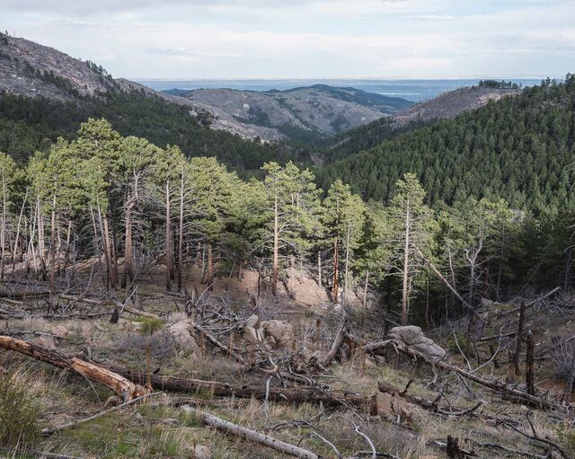 Looking west toward the city from a burn site from the Fourmile Canyon wildfire, which burned in September 2010.
