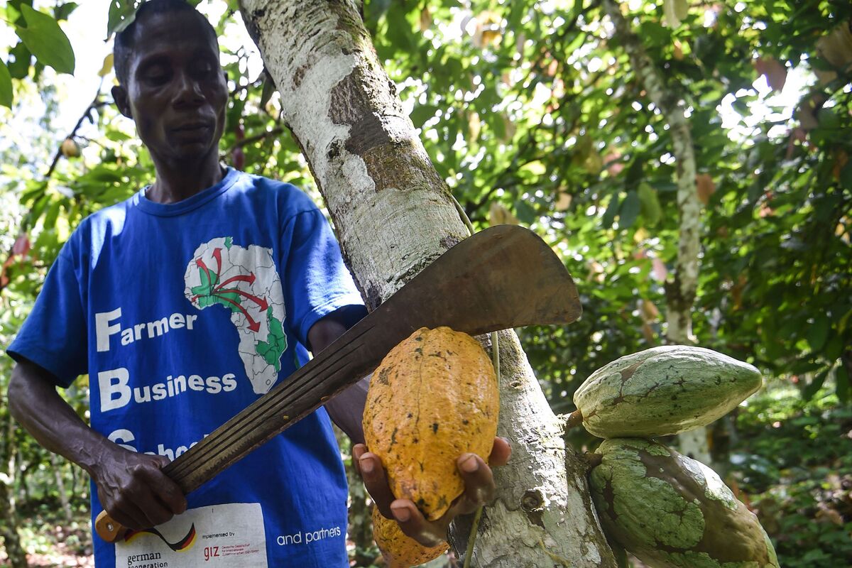 African Cocoa Harvest Begins With Test for World's Top Producers ...