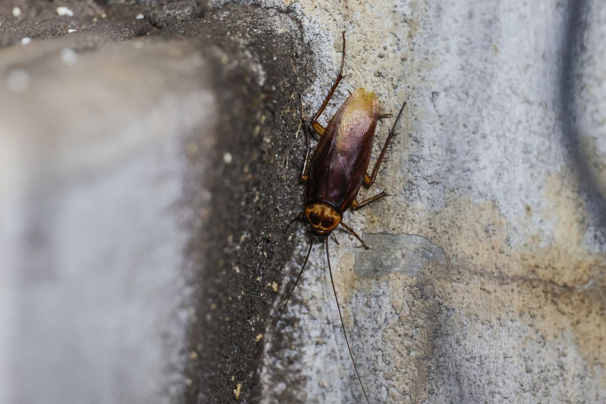 bloomberg.com - Sinead Cruise - The Year Private Markets Got Noisy