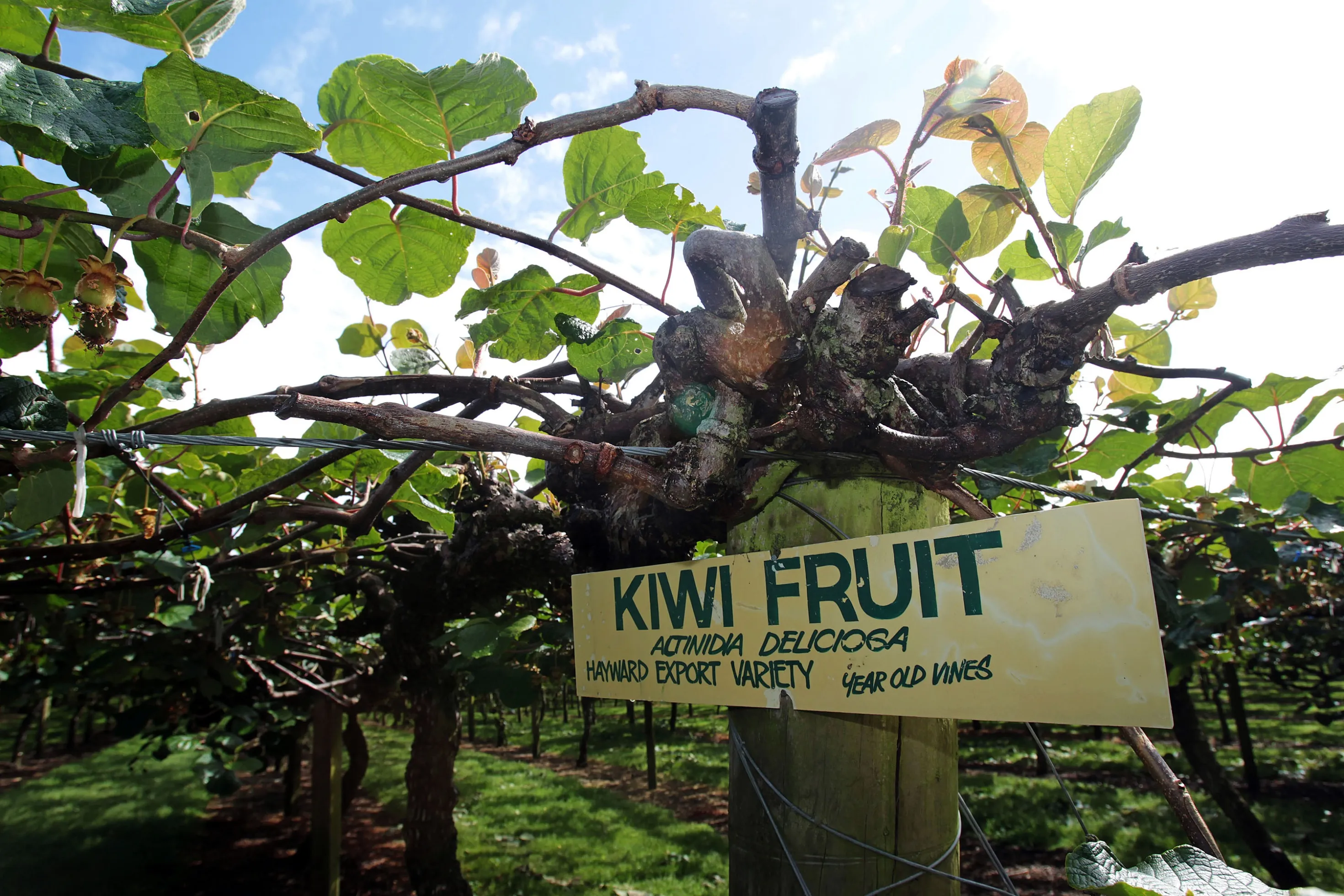 Enzymes in kiwi and pineapple can cause a tingling sensation.