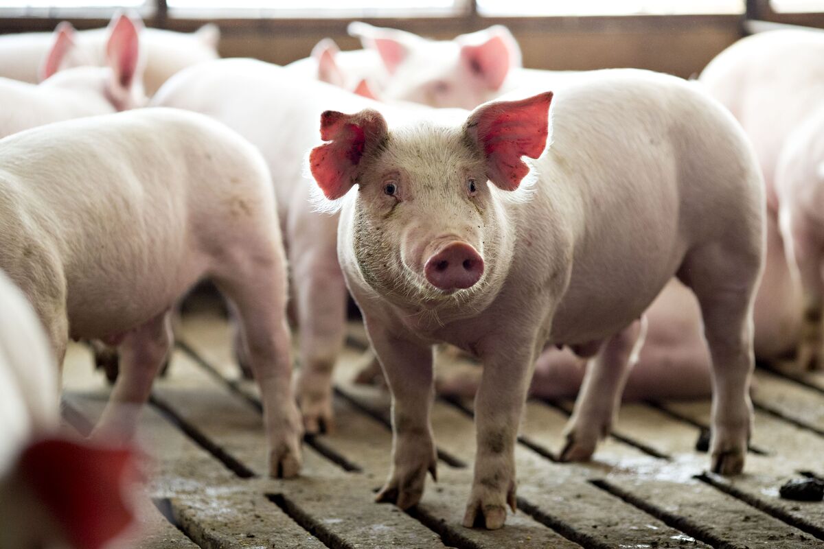 bloomberg.com - Hallie Gu - Muyuan Eyes Asian Pig Farms, Feed Supply After $1.4 Billion IPO