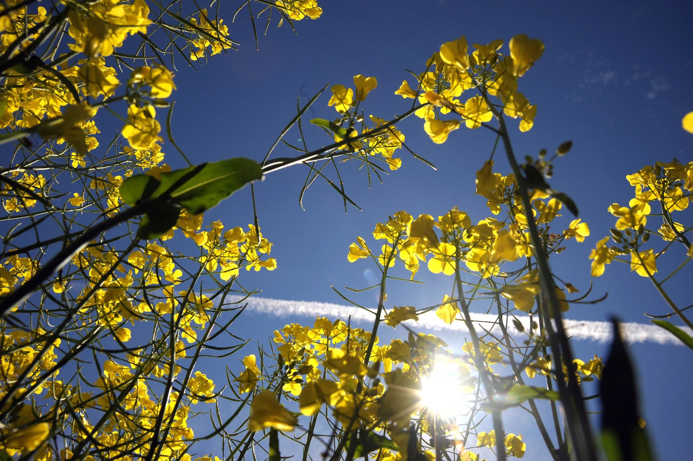 A crop of canola grows in a field.
