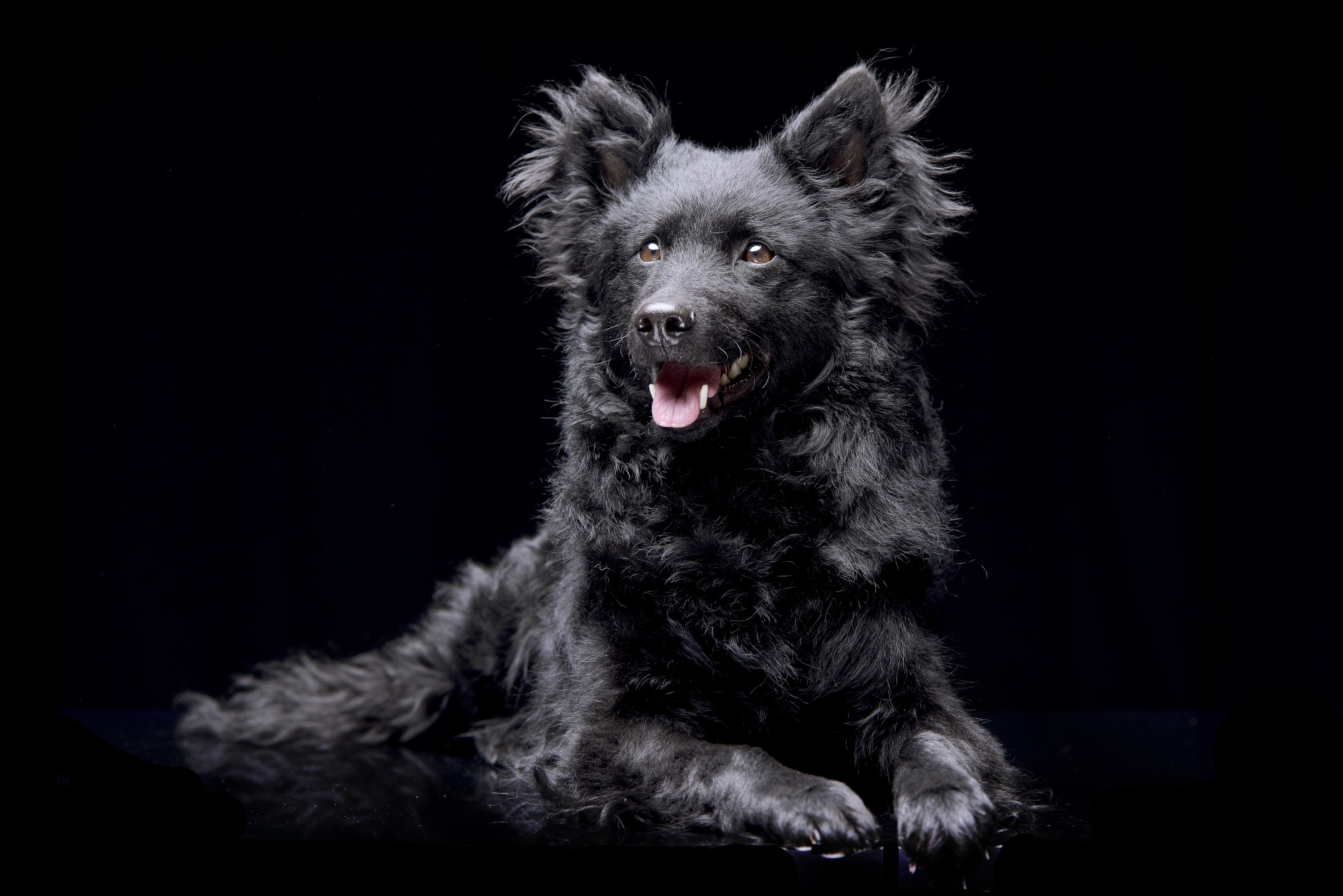 Mudi'? Try a toy: American Kennel Club adds 2 dog breeds