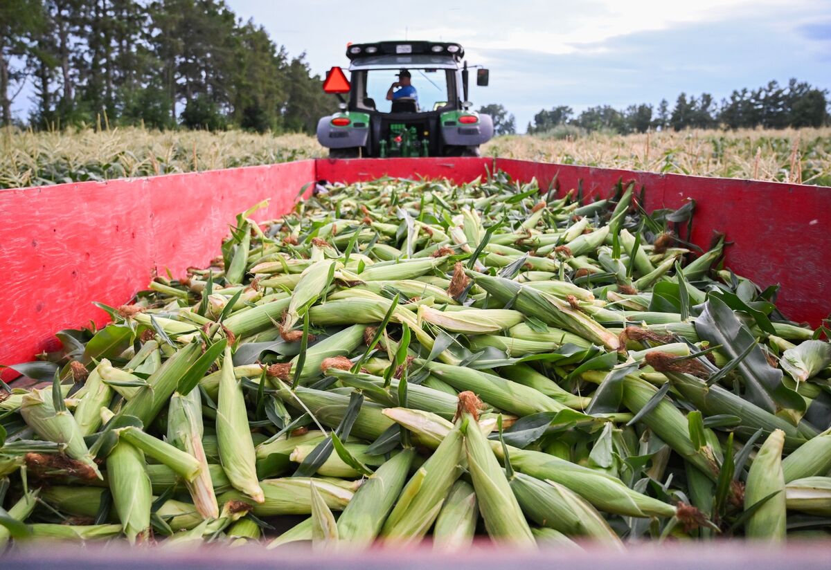 Corn Drops After US-Iran Halt Attacks as Traders Weigh US Heat