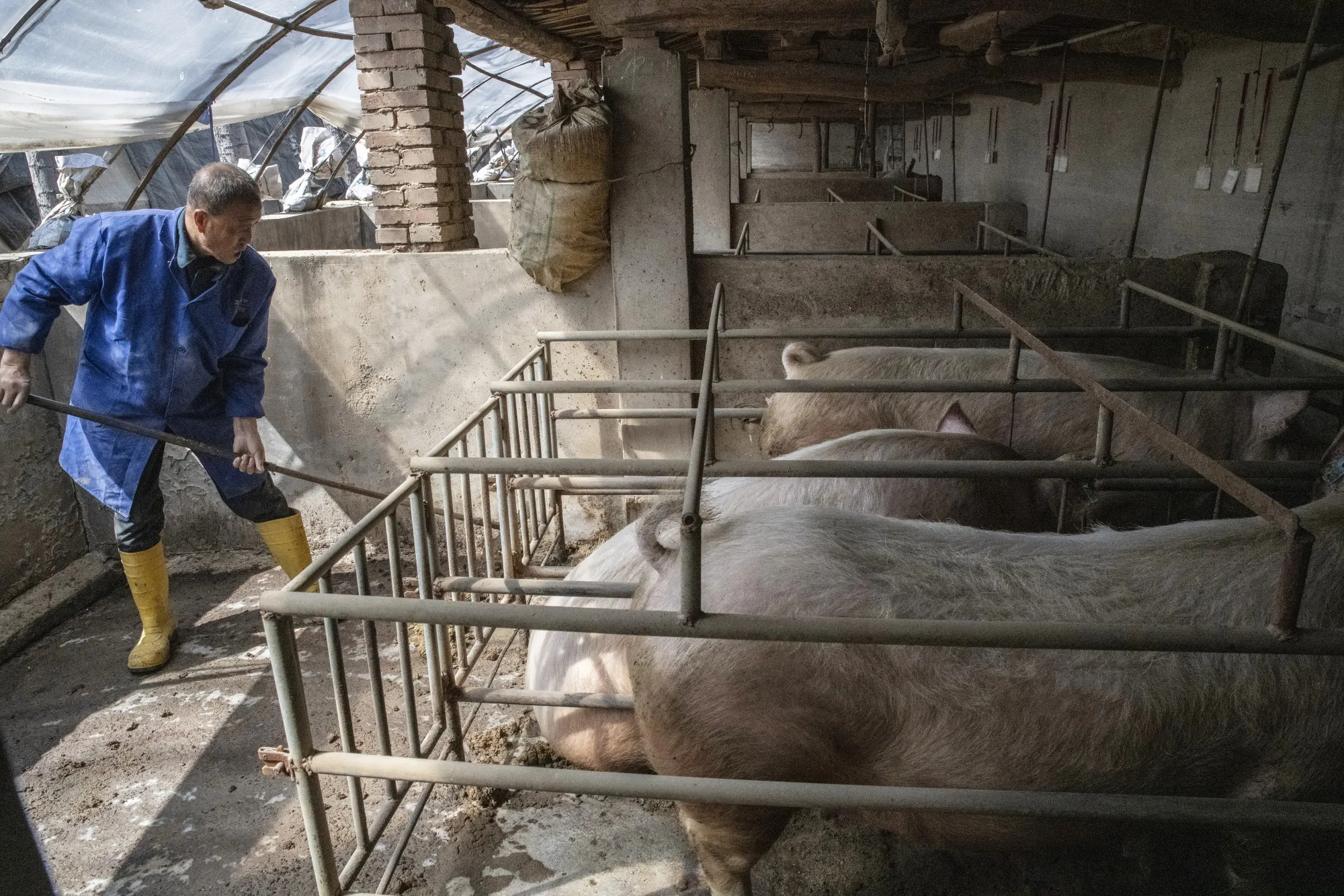 A worker sweeps out a pen at a pig farm in Langfang, Hebei province, China.