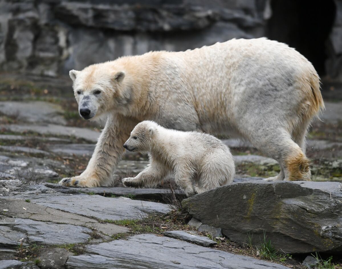 Berlin Zoo Unveils New Polar Bear Cub Hertha - Bloomberg