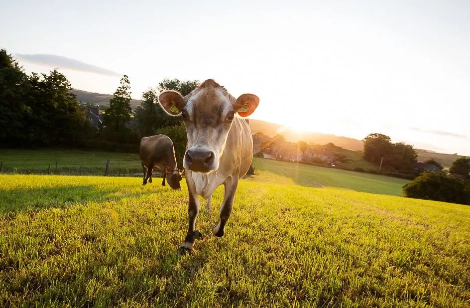 Mootral cow