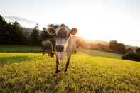 Mootral cow