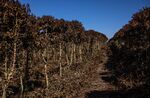 Coffee plants destroyed by frost and dry weather near Caconde, Brazil, in August 2021.