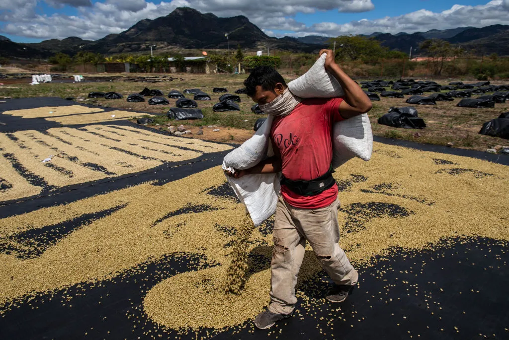 Nestle buys&nbsp;8% to 9% of the world’s green beans.