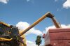 Soybeans are loaded into a truck after being harvested at the Santa Cruz farm near Atibaia, Brazil, on Wednesday, March 29, 2017. Brazil is world's biggest soybean exporter and second largest producer behind the U.S., according to the USDA.