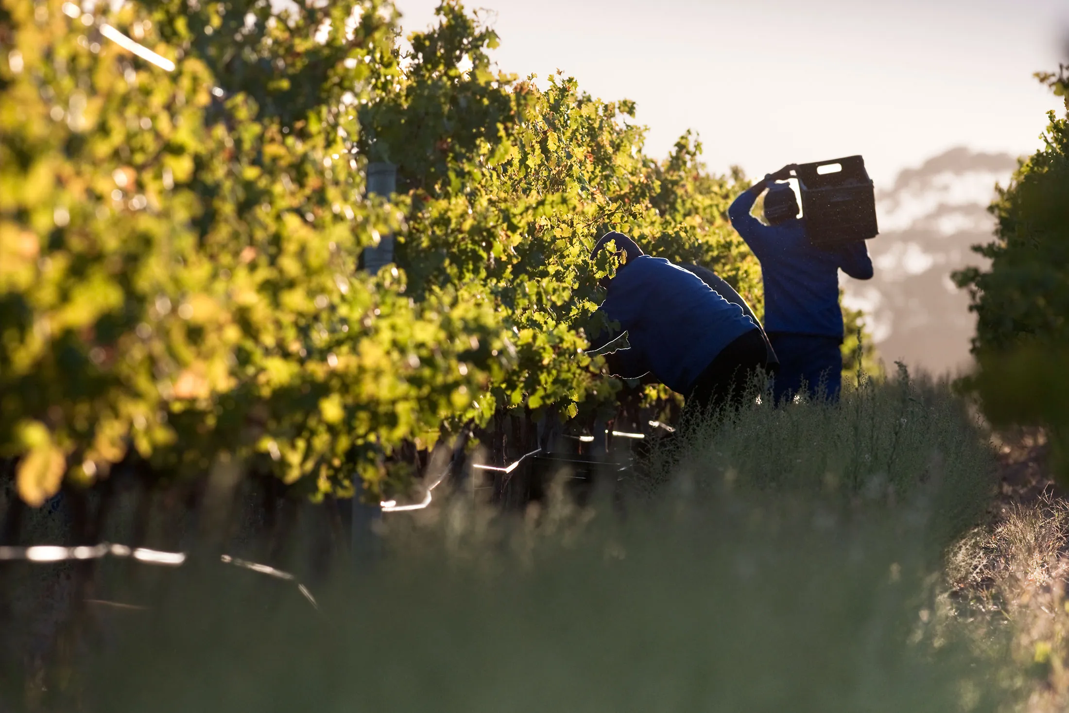 Vineyard Harvest, Kuilsrivier, Western Cape Province, South Africa