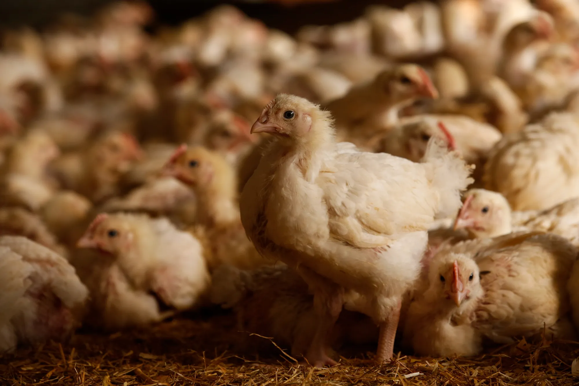 Freerange chickens roam in a field
