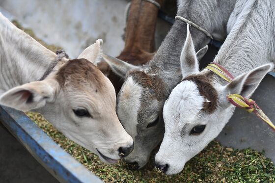 Modi’s Drive to Protect India’s Sacred Cows Divides Voters