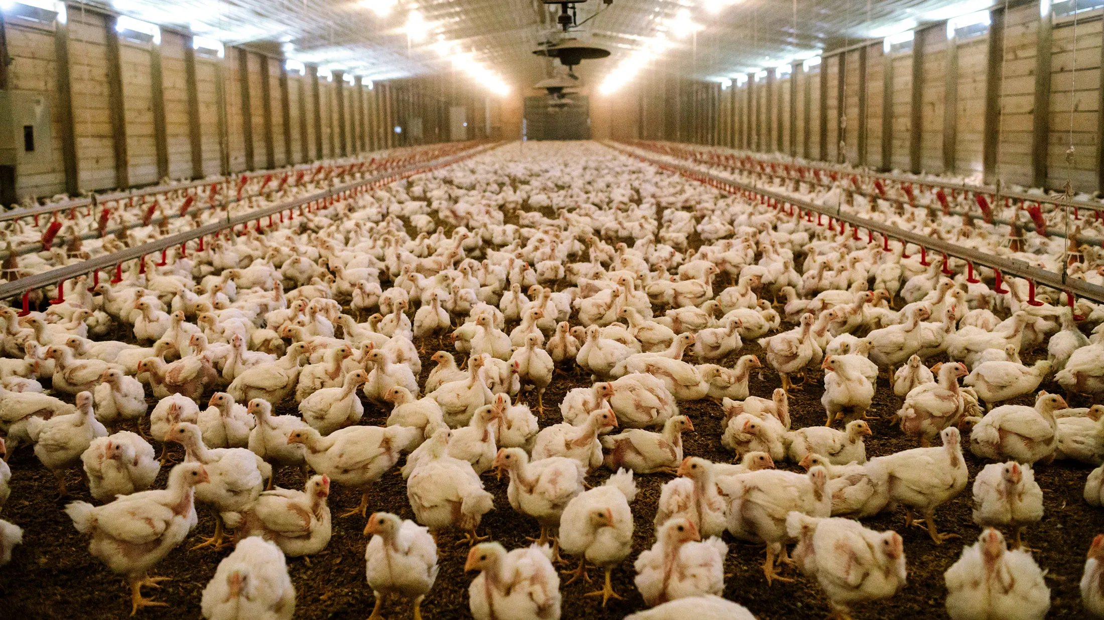 Broiler chickens at a commercial poultry farm near Taylorsville, Miss., Nov 1, 2016. 
