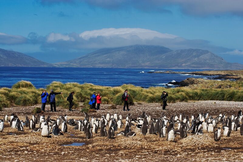 Tourists photographing Gentoo Penguin colony, Pygoscelis papua, a near threatened species. Falkland Islands. Dist. Subantarctic Islands.