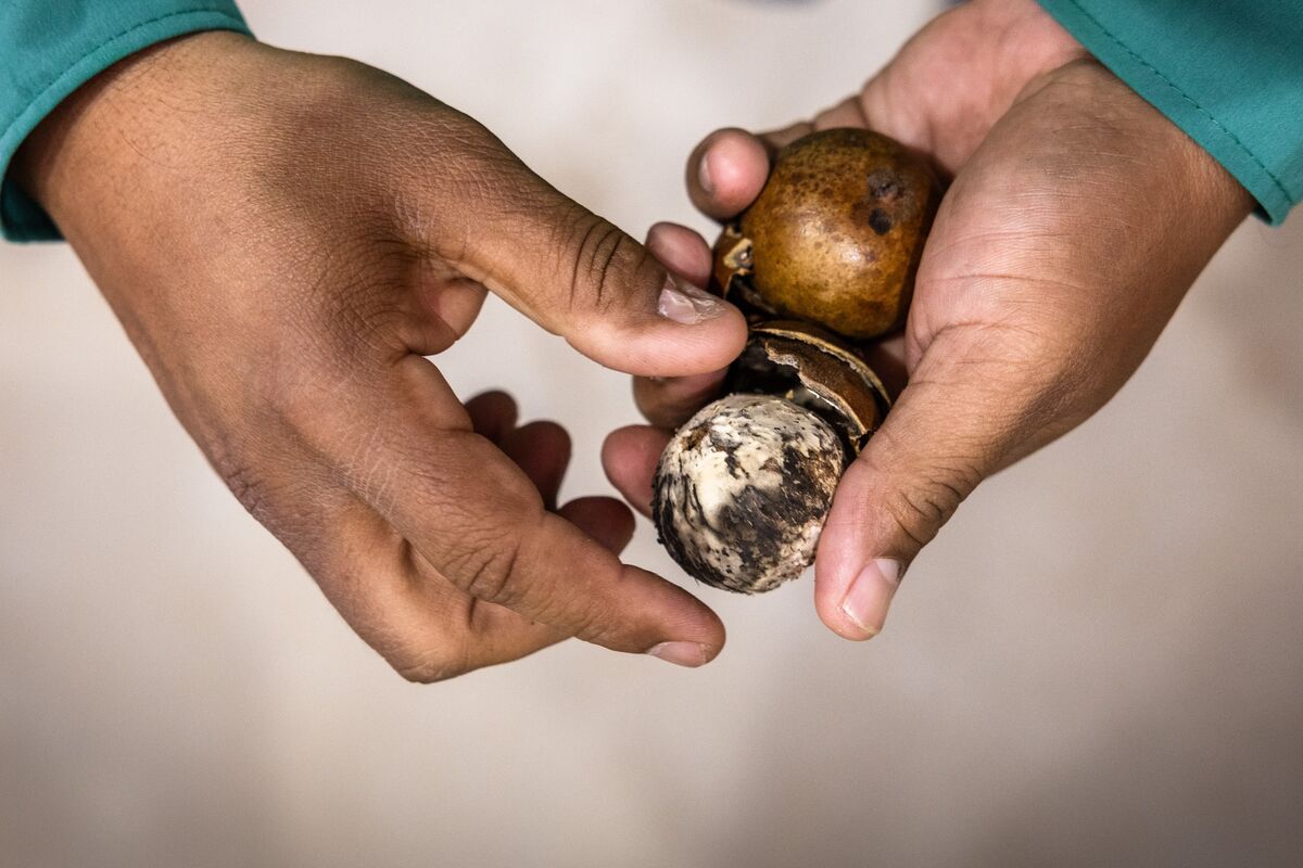 The Tropical Fruit That Could One Day Fuel Jetliners